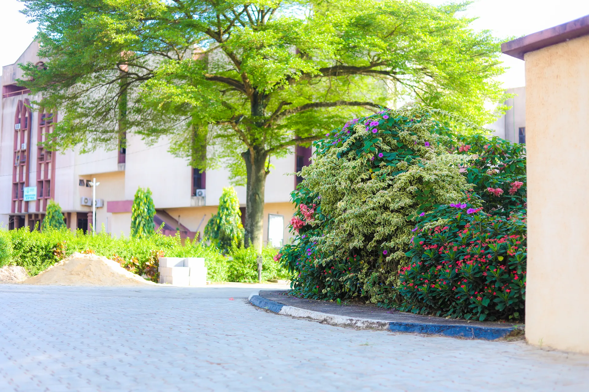 Campus buildings beside a tree-lined walkway