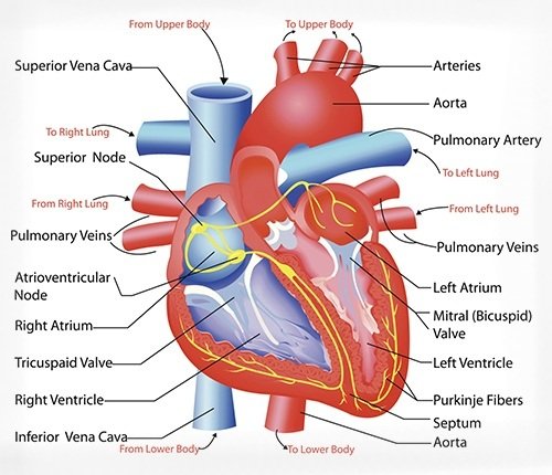 Cardiovascular Physiology.