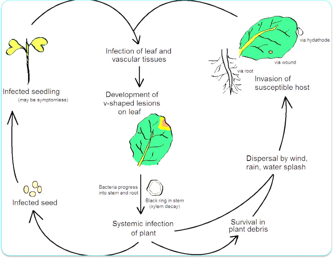 Plant pathology